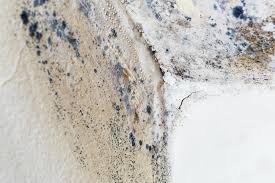 Mold Odor Removal Services in Cambridge, NE